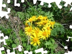 Colourfull Flowers, St. John