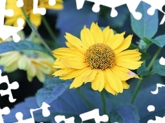 Yellow, Colourfull Flowers