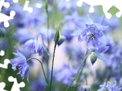 Flowers, Blue, Columbines