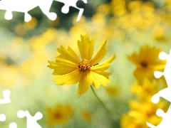 Coreopsis, Yellow, Colourfull Flowers