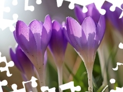 Flowers, purple, crocuses