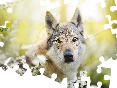 dog, Twigs, Flowers, Czechoslovakian Wolfdog