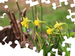 Daffodils, Flowers