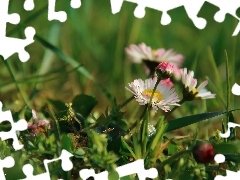 daisies, Flowers