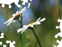 daisy, Flowers