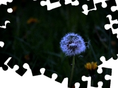 Common Dandelion, nature, Flowers