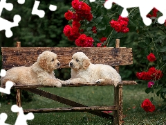 Golden Retriever, Dogs, Flowers, roses, Bench, puppies