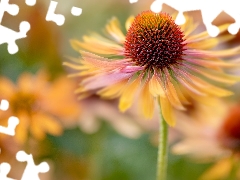 echinacea, Close, Colourfull Flowers