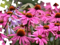 Flowers, Funkia, echinacea