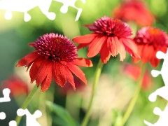 Flowers, Red, echinacea