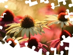 echinacea, Flowers
