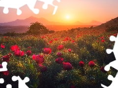 trees, Mountains, Peonies, Field, Great Sunsets, Flowers, Meadow