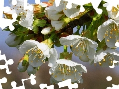 flourishing, White, Flowers, trees