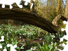 forest, trees, Flowers, fallen