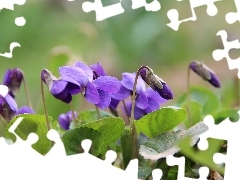 Spring, fragrant violets, Flowers