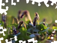 Spring, fragrant violets, Flowers