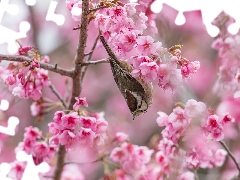Flowers, branch pics, Japanese Cherry, Bird, Fruit Tree, Pink