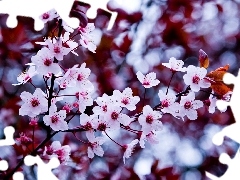 flowers, trees, fruit