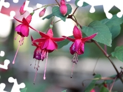 fuchsia, Flowers