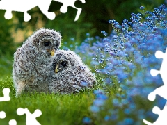 owls, birds, Flowers, grass, chick, Owls