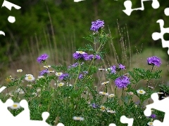 Meadow, purple, Flowers, daisies