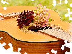 Guitar, hydrangea, Dalia, Flowers