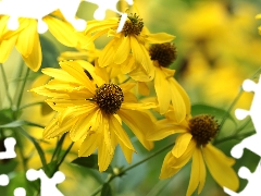 Yellow, Green-headed Coneflower, Flowers