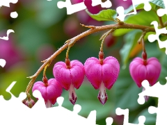 twig, leaves, Pink, Flowers, Bleeding Heart
