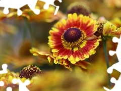 Helenium, Flowers