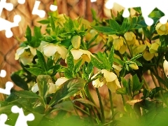 Flowers, Yellow, Helleborus