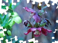 Helleborus, Flowers