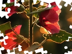 Flowers, Pink, Hollyhocks