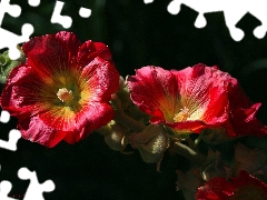 Flowers, Red, Hollyhocks