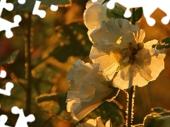 Flowers, White, Hollyhocks