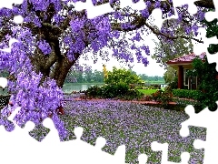 house, trees, Flowers, Garden
