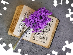 hyacinth, Book, Colourfull Flowers