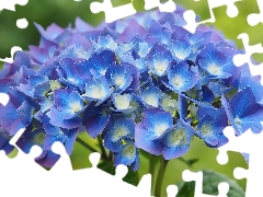 Colourfull Flowers, hydrangea, Leaf, blue