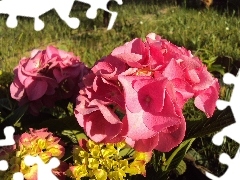 Pink, Hydrangea garden, Flowers