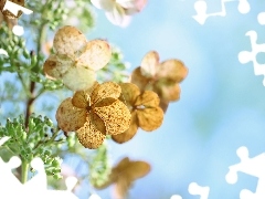 hydrangea, Flowers