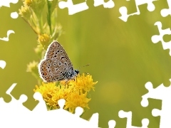 Flowers, Insect, Dusky, Yellow, butterfly