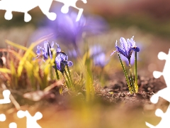 Flowers, lilac, Irises