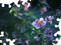 Bokeh, Japanese anemone, Flowers