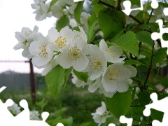 Flowers, Bush, jasmine