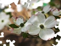 Cornus Kousa, White, Flowers, Bush