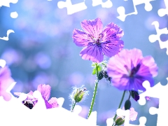 Flowers, geranium, lilac
