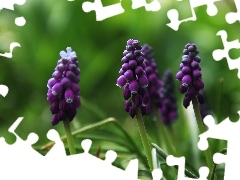 Flowers, Muscari, lilac