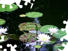 Lily, Pond - car, Flowers, water