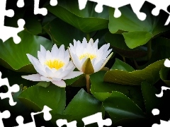 water-lily, White, Flowers