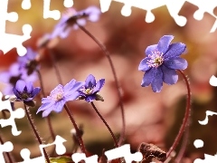 Flowers, lilac, Liverworts