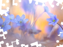 Liverworts, Light Purple, Flowers